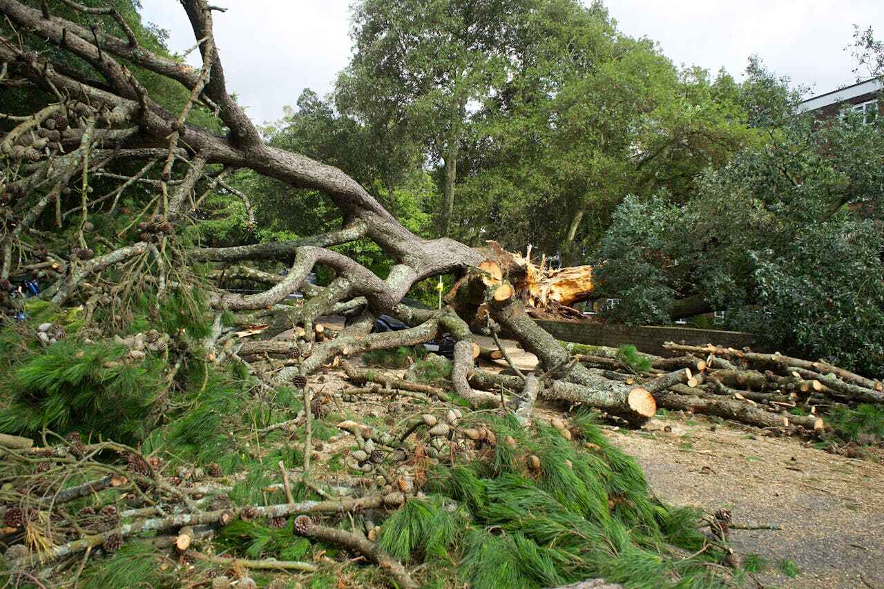 Best Tree Cutting Near Me  in Gulf Breeze, FL